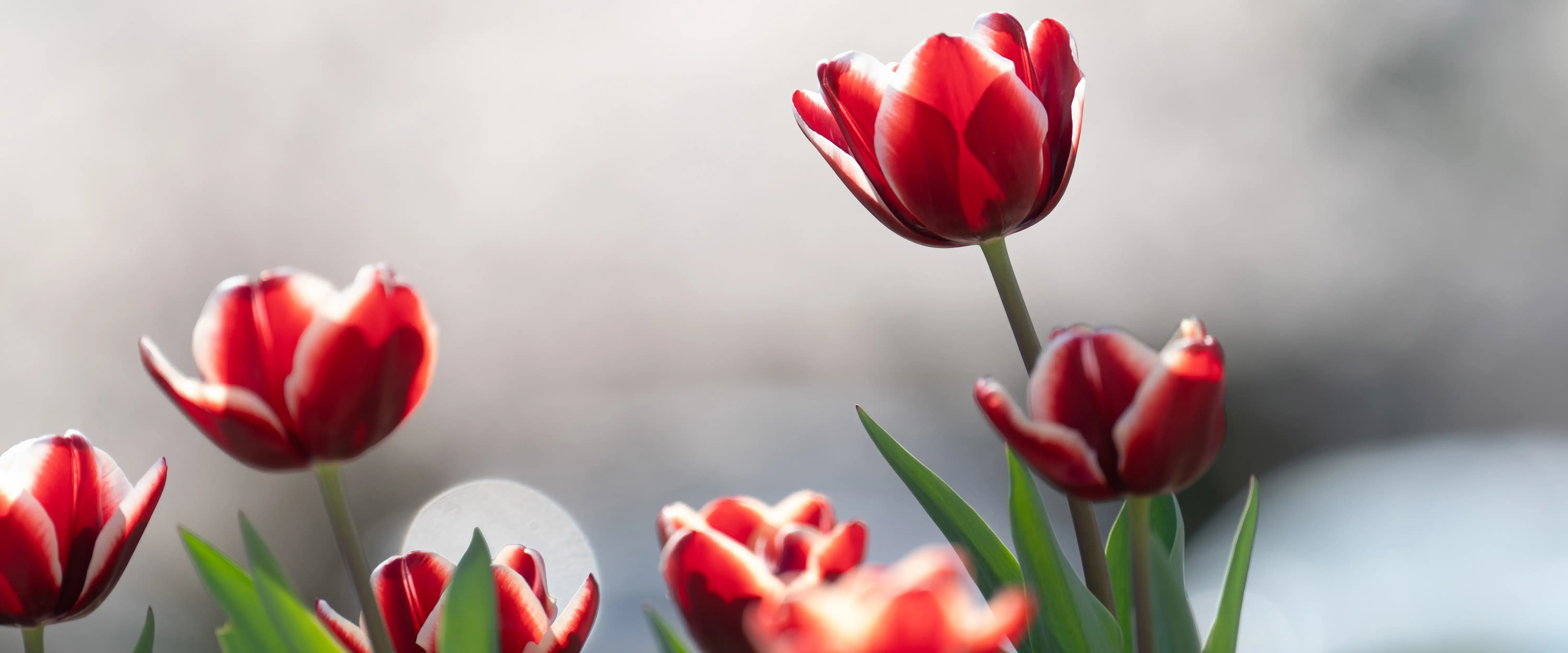 Close up of pink tulips