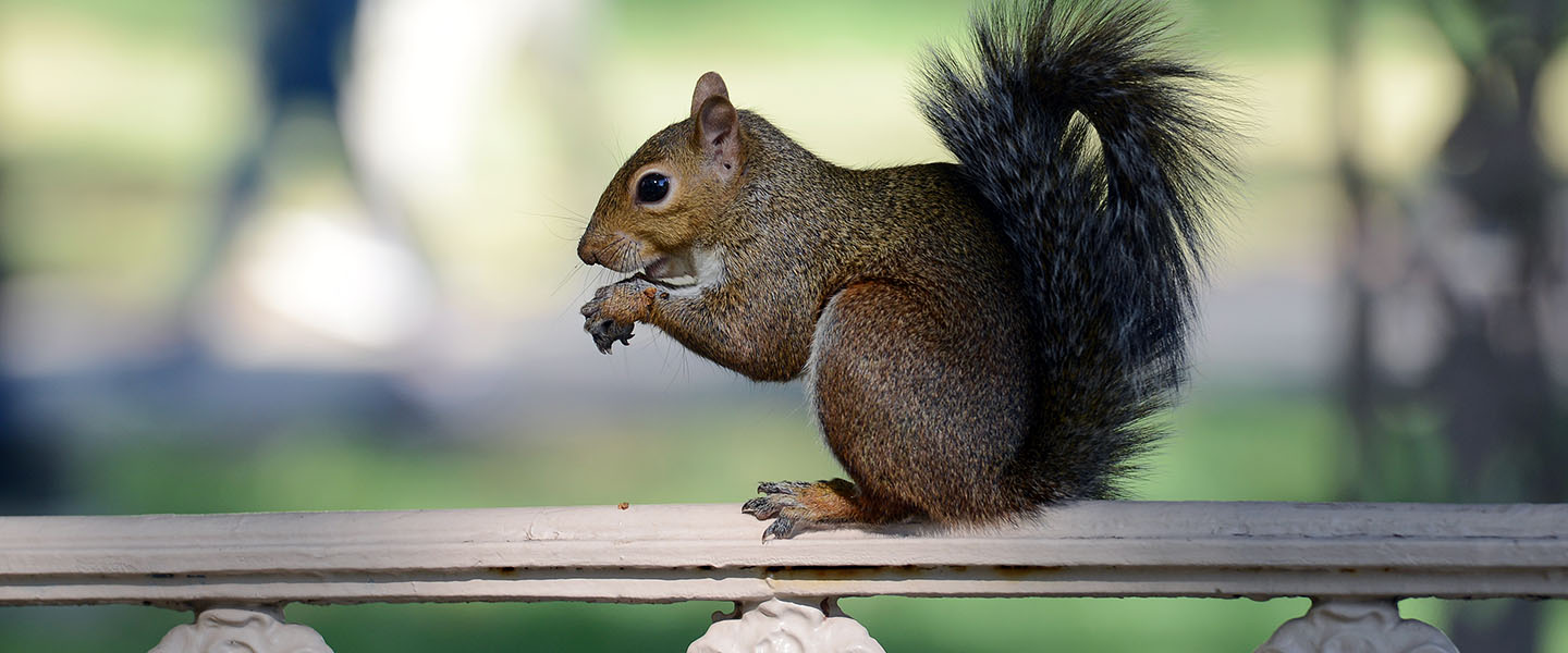 A squirrel sitting on a tree in the quad