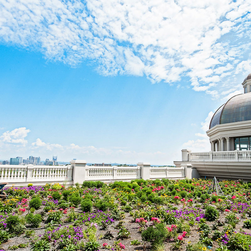 A rooftop wildflower garden looking out over the Nashville skyline.