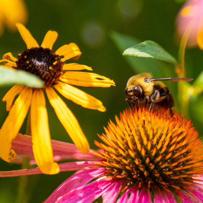 Bee on a Flower at Belmont