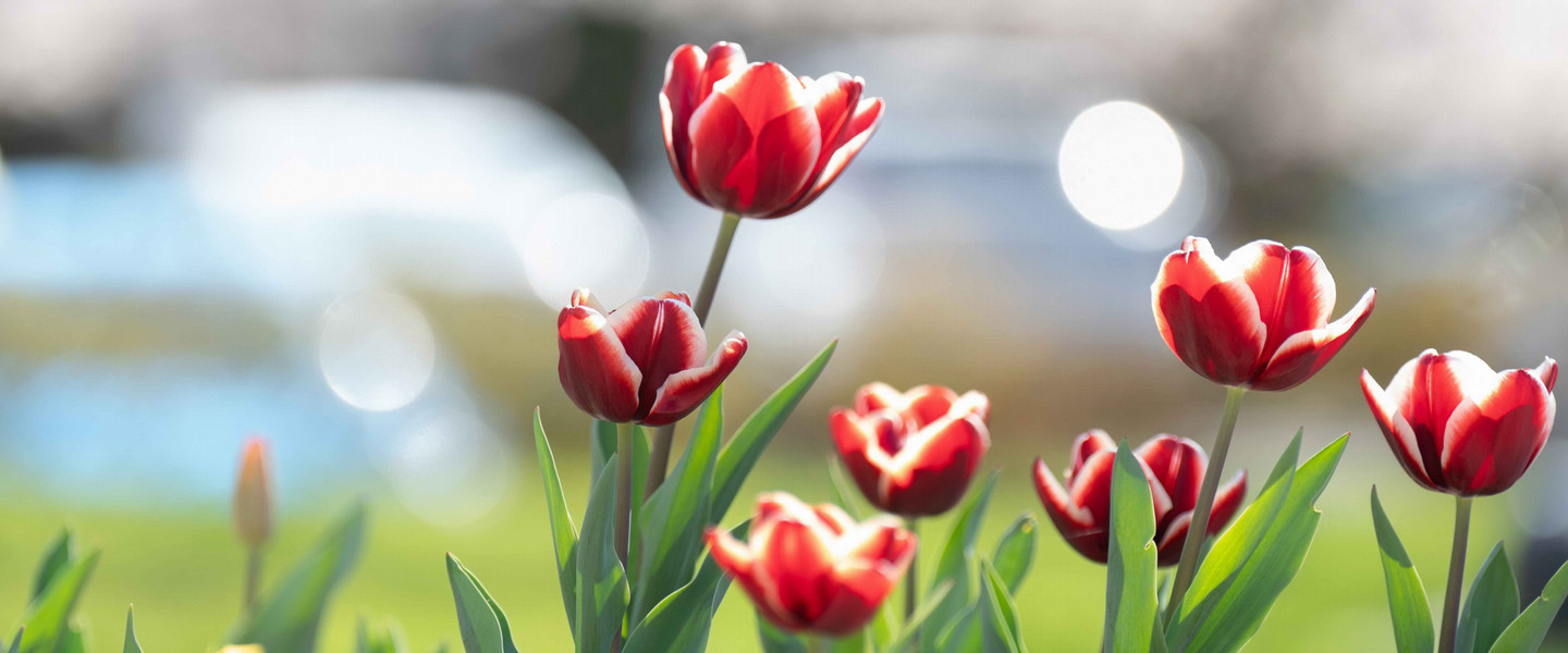 Red tulips on Belmont's campus on a sunny day