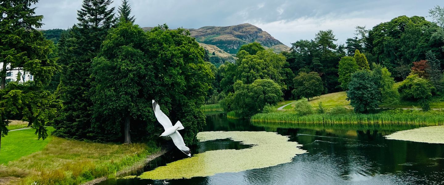 Bird flying in Scotland