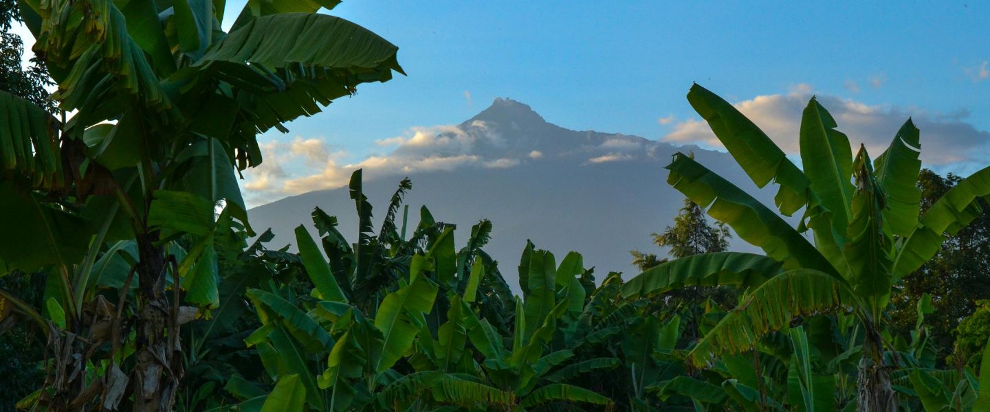 Landscape with trees and a mountain