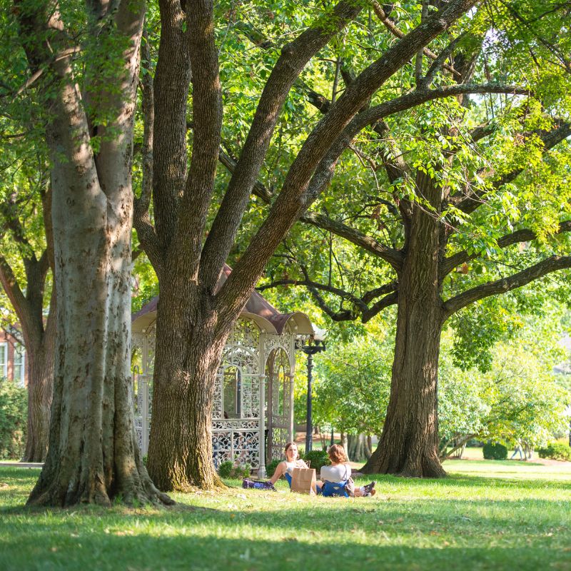 Two students sit underneath tall trees on Belmont's North Lawn