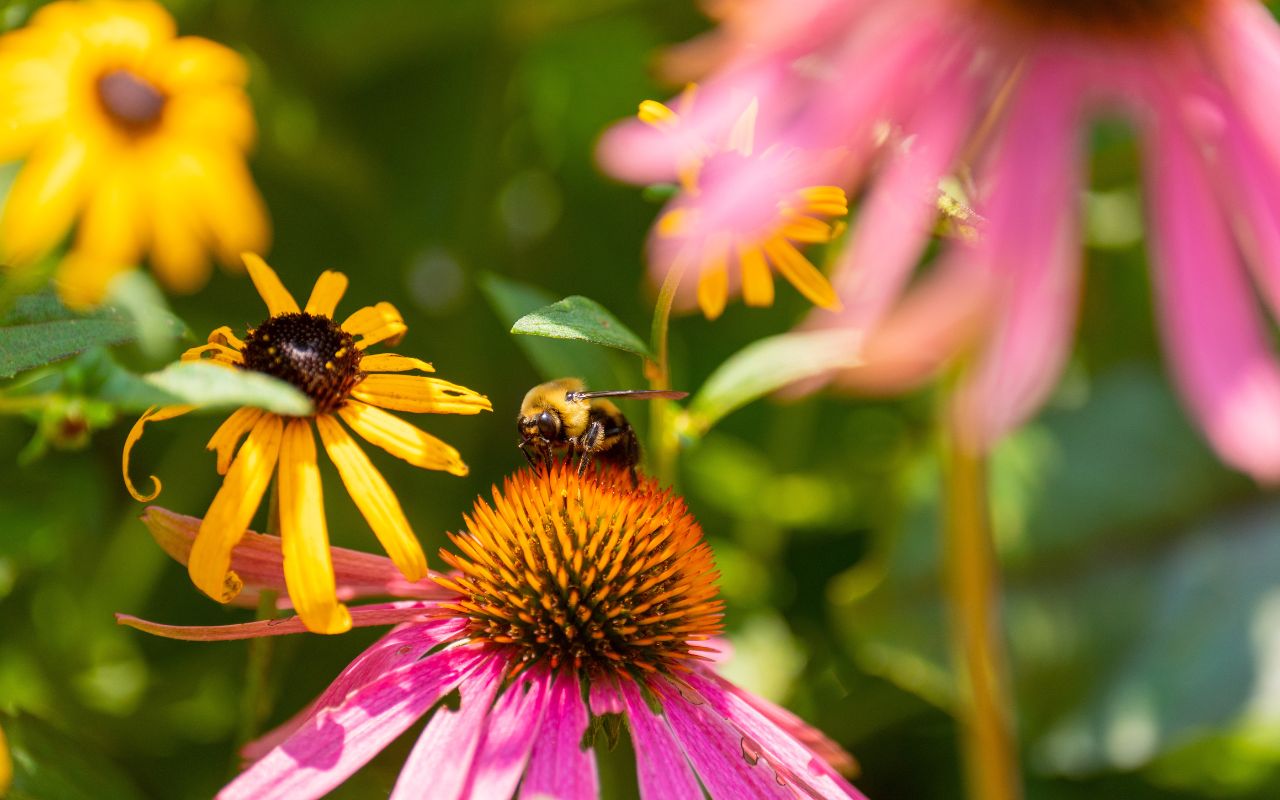 Bee lands on a flower