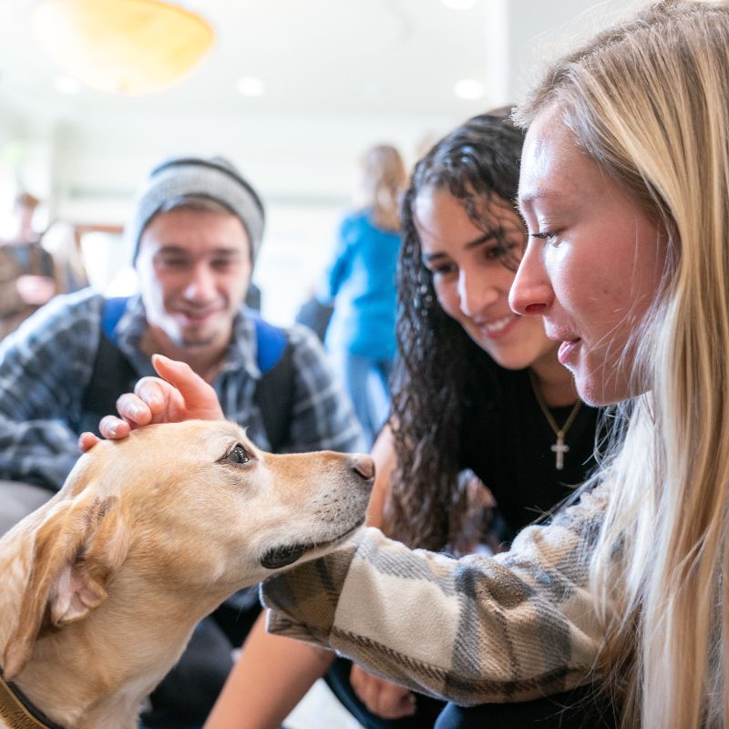 Students with therapy dog on campus