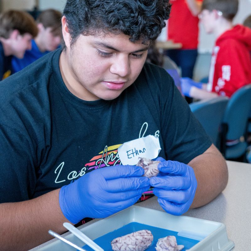 Student learning about the brain