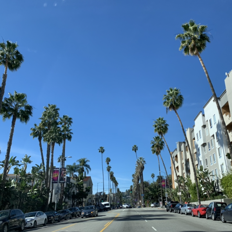 Palm tree lined street in Los Angeles